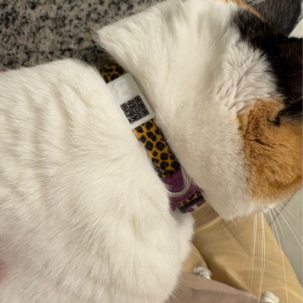 Pawwy ID – Identificación inteligente para tu mascota