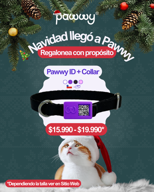 🎄 Pawwy ID + Collar